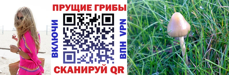Псилоцибиновые грибы GOLDEN TEACHER  Купить закладки  Удачный 